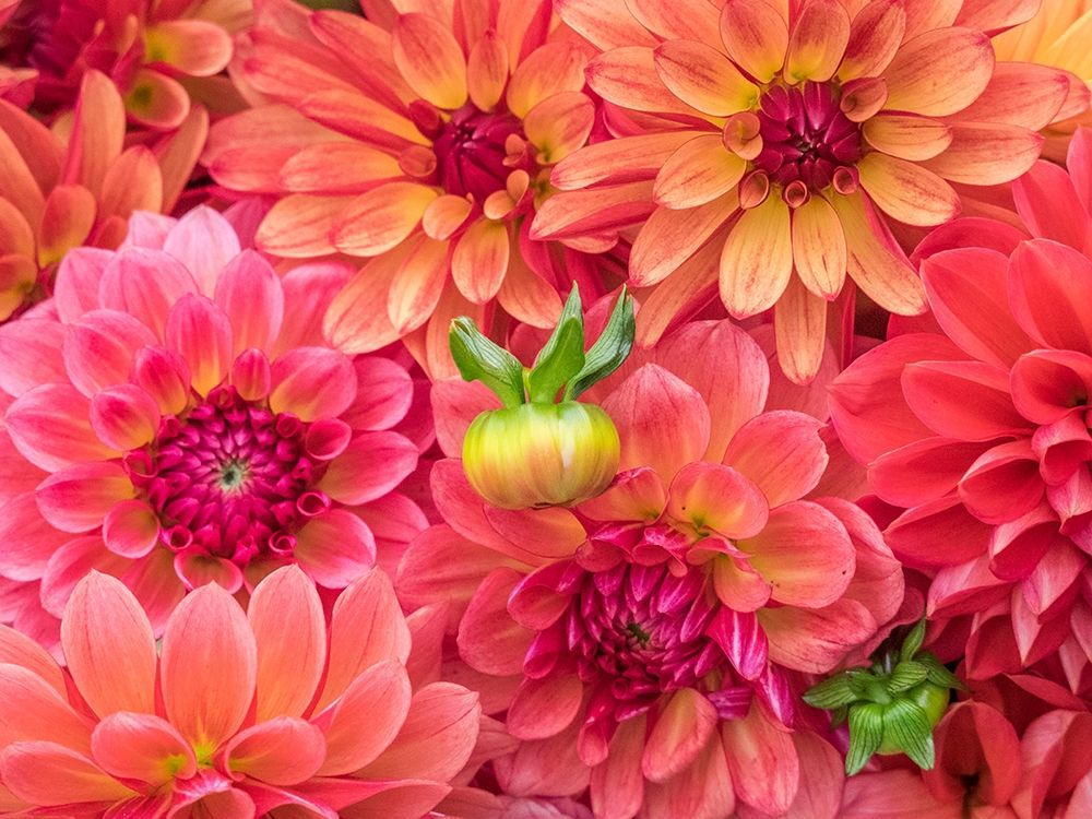 Washington State-Sammamish Dahlia flower design and patterns